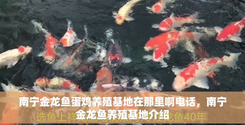 南寧金龍魚蛋雞養(yǎng)殖基地在那里啊電話，南寧金龍魚養(yǎng)殖基地介紹