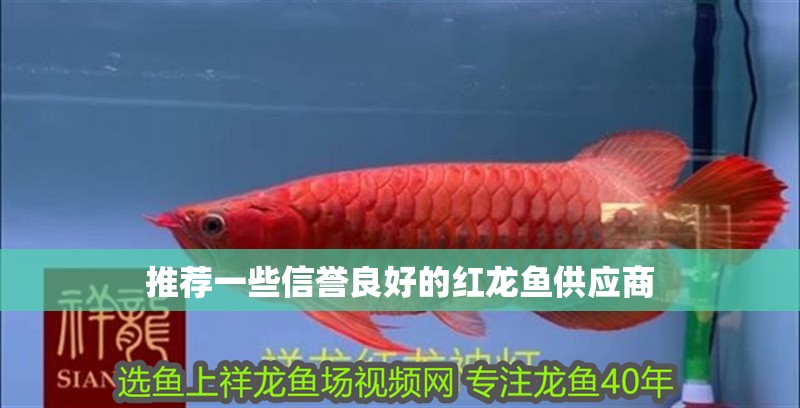 推薦一些信譽良好的紅龍魚供應商