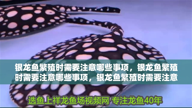 銀龍魚繁殖時需要注意哪些事項，銀龍魚繁殖時需要注意哪些事項，銀龍魚繁殖時需要注意的事項