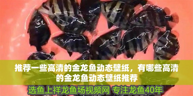 推薦一些高清的金龍魚動態壁紙，有哪些高清的金龍魚動態壁紙推薦