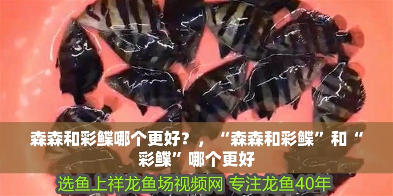 森森和彩鰈哪個更好？，“森森和彩鰈”和“彩鰈”哪個更好