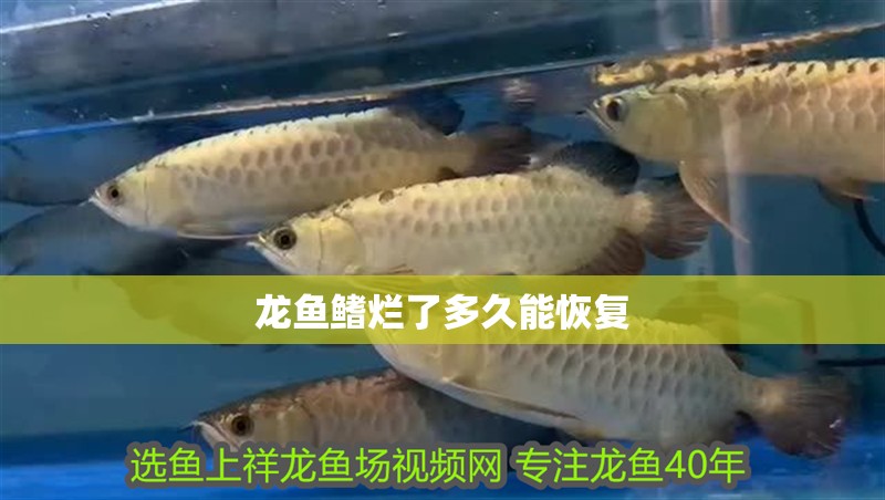 龍魚鰭爛了多久能恢復
