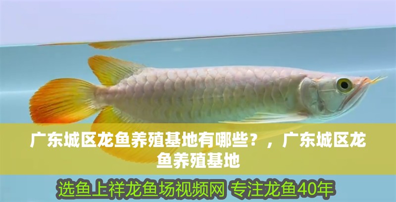 廣東城區龍魚養殖基地有哪些？，廣東城區龍魚養殖基地