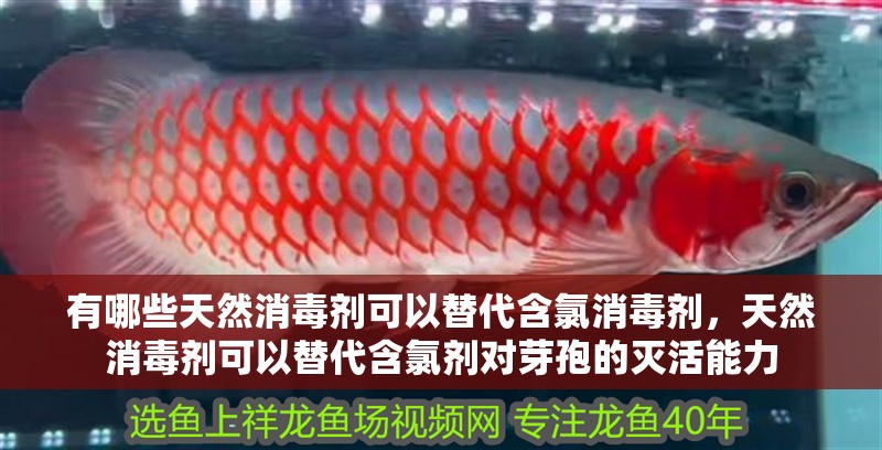 有哪些天然消毒劑可以替代含氯消毒劑，天然消毒劑可以替代含氯劑對芽孢的滅活能力