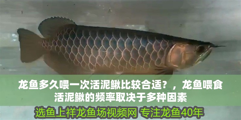 龍魚多久喂一次活泥鰍比較合適？，龍魚喂食活泥鰍的頻率取決于多種因素