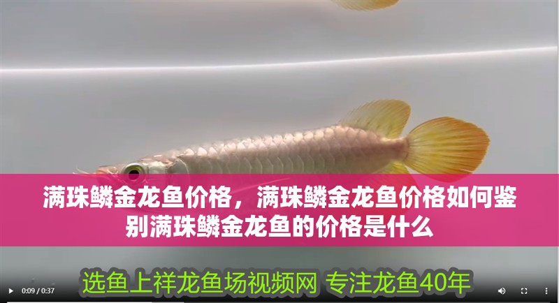 滿珠鱗金龍魚價格，滿珠鱗金龍魚價格如何鑒別滿珠鱗金龍魚的價格是什么