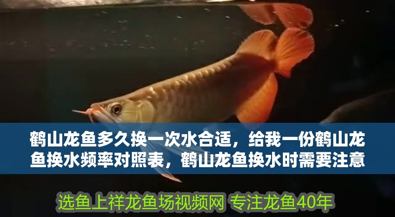 鶴山龍魚(yú)多久換一次水合適，給我一份鶴山龍魚(yú)換水頻率對(duì)照表，鶴山龍魚(yú)換水時(shí)需要注意哪些事項(xiàng)？