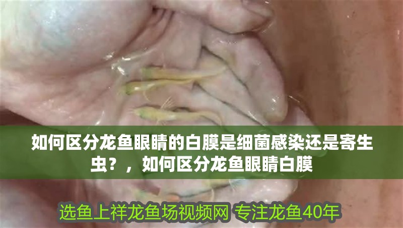 如何區(qū)分龍魚眼睛的白膜是細菌感染還是寄生蟲？，如何區(qū)分龍魚眼睛白膜