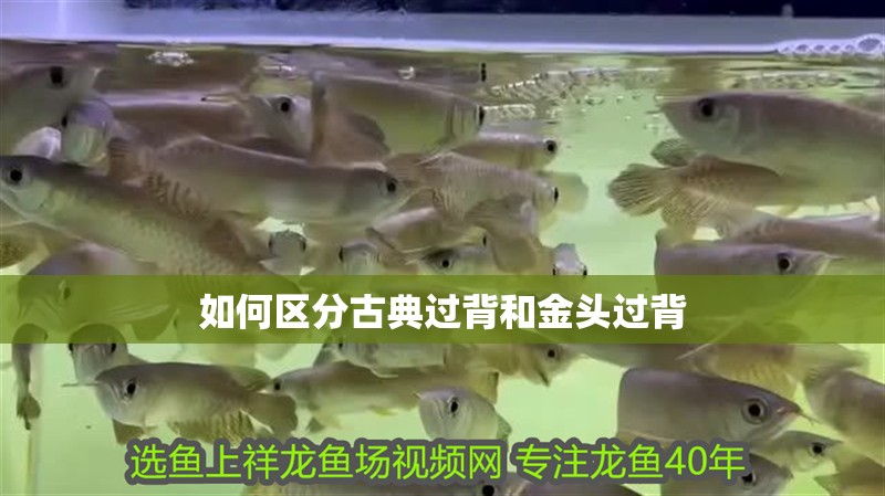 如何區分古典過背和金頭過背