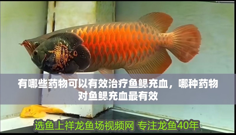 有哪些藥物可以有效治療魚鰓充血，哪種藥物對魚鰓充血最有效