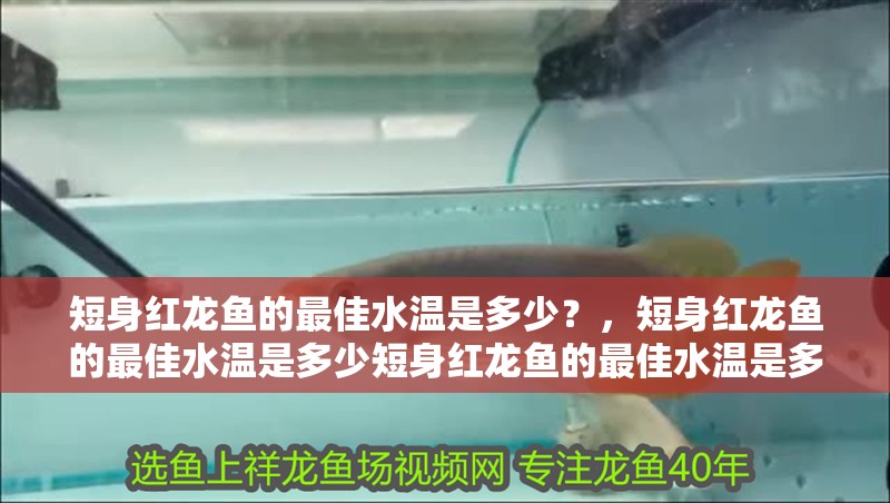 短身紅龍魚的最佳水溫是多少？，短身紅龍魚的最佳水溫是多少短身紅龍魚的最佳水溫是多少