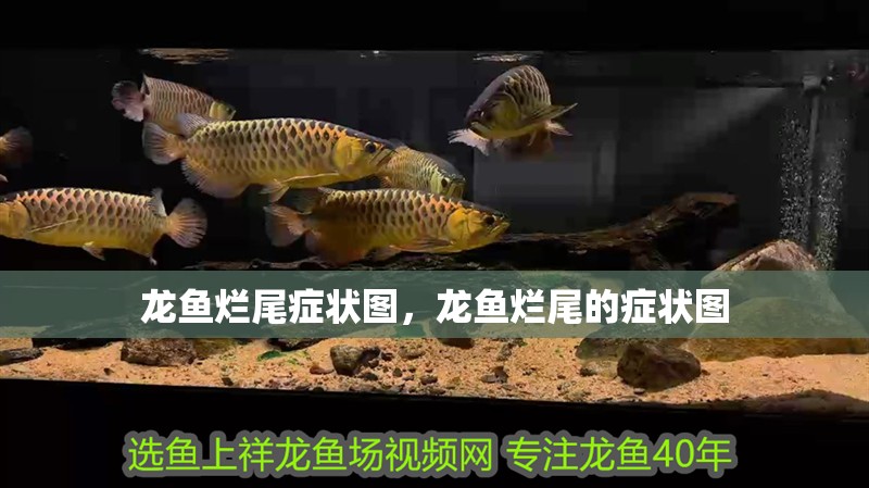 龍魚爛尾癥狀圖，龍魚爛尾的癥狀圖