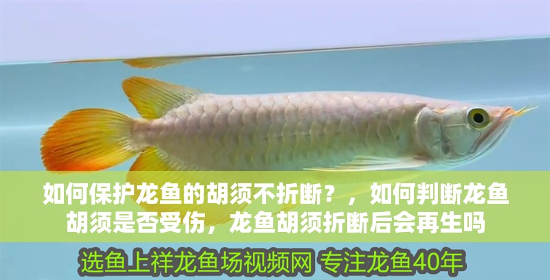 如何保護龍魚的胡須不折斷？，如何判斷龍魚胡須是否受傷，龍魚胡須折斷后會再生嗎