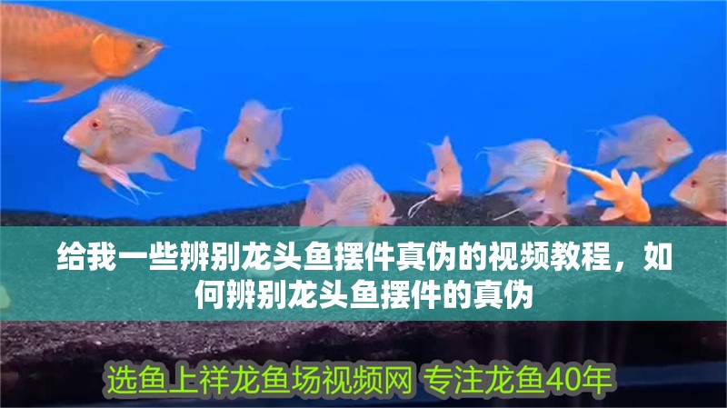 給我一些辨別龍頭魚擺件真偽的視頻教程，如何辨別龍頭魚擺件的真偽