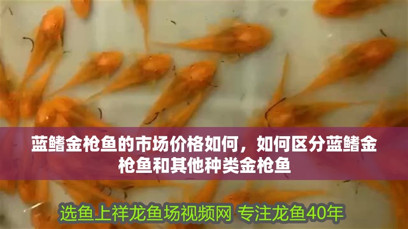 藍鰭金槍魚的市場價格如何，如何區(qū)分藍鰭金槍魚和其他種類金槍魚