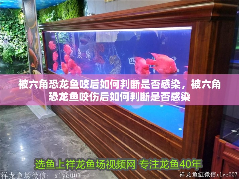 被六角恐龍魚咬后如何判斷是否感染，被六角恐龍魚咬傷后如何判斷是否感染
