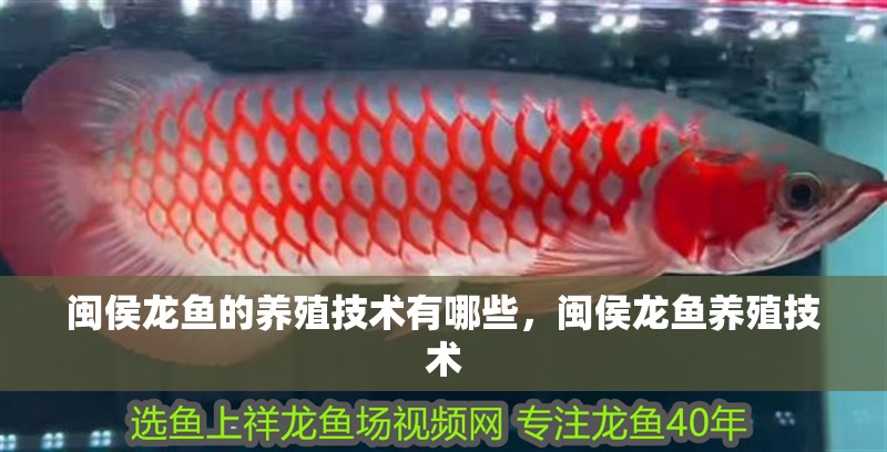 閩侯龍魚的養殖技術有哪些，閩侯龍魚養殖技術