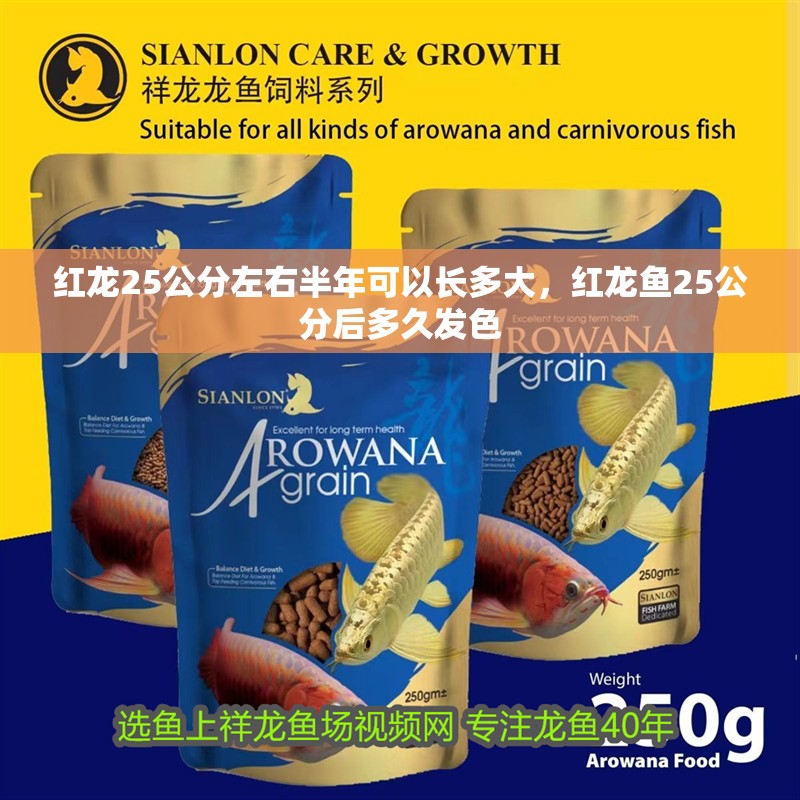 紅龍25公分左右半年可以長多大，紅龍魚25公分后多久發(fā)色