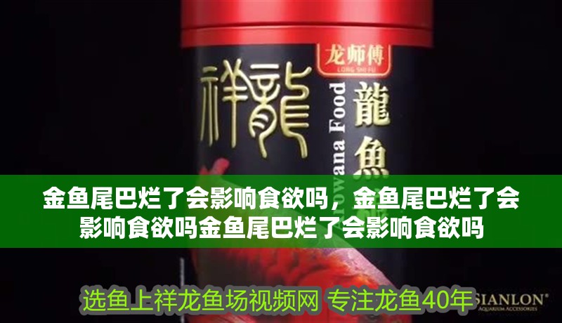 金魚尾巴爛了會(huì)影響食欲嗎，金魚尾巴爛了會(huì)影響食欲嗎金魚尾巴爛了會(huì)影響食欲嗎