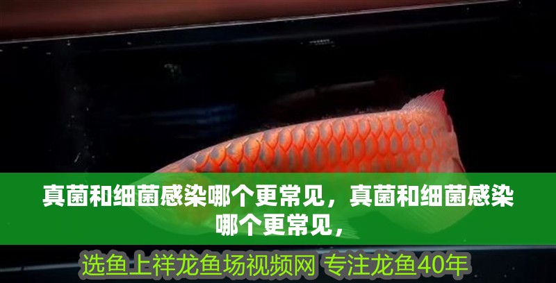 真菌和細菌感染哪個更常見，真菌和細菌感染哪個更常見，