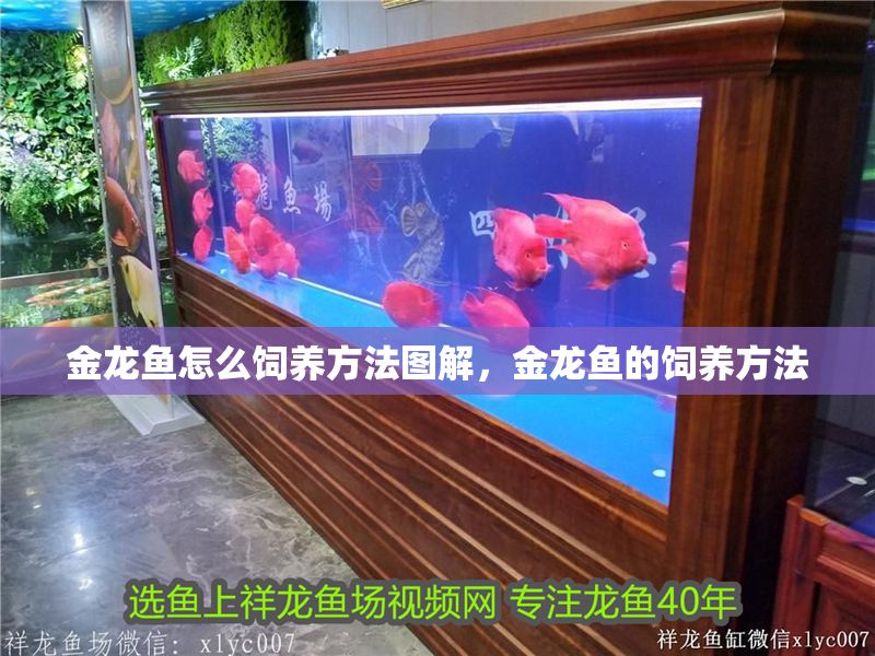 金龍魚怎么飼養方法圖解，金龍魚的飼養方法