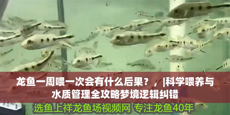 龍魚一周喂一次會有什么后果？，|科學喂養(yǎng)與水質(zhì)管理全攻略夢境邏輯糾錯
