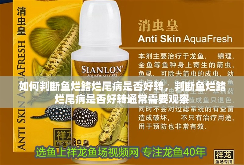 如何判斷魚爛鰭爛尾病是否好轉，判斷魚爛鰭爛尾病是否好轉通常需要觀察