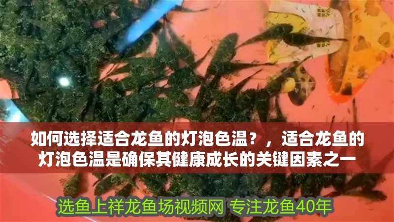 如何選擇適合龍魚的燈泡色溫?,適合龍魚的燈泡色溫是確保其健康成長(zhǎng)的關(guān)鍵因素之一