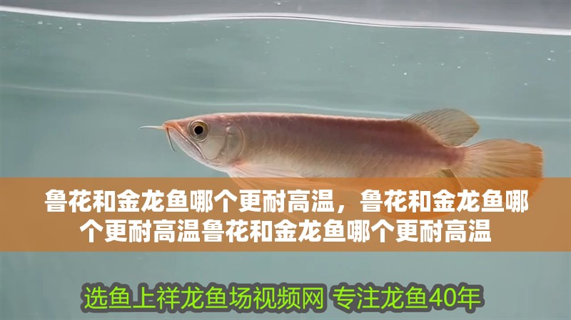 魯花和金龍魚哪個更耐高溫，魯花和金龍魚哪個更耐高溫魯花和金龍魚哪個更耐高溫