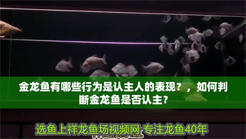 金龍魚有哪些行為是認主人的表現？，如何判斷金龍魚是否認主？