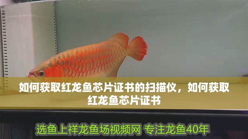 如何獲取紅龍魚芯片證書的掃描儀，如何獲取紅龍魚芯片證書