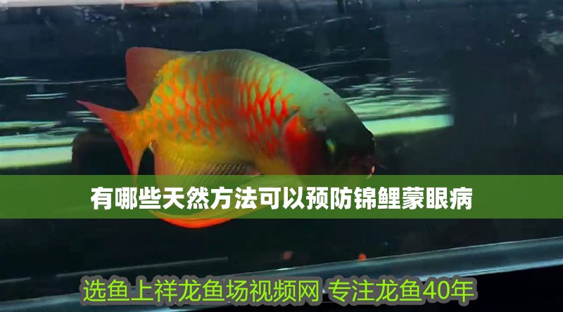 有哪些天然方法可以預防錦鯉蒙眼病