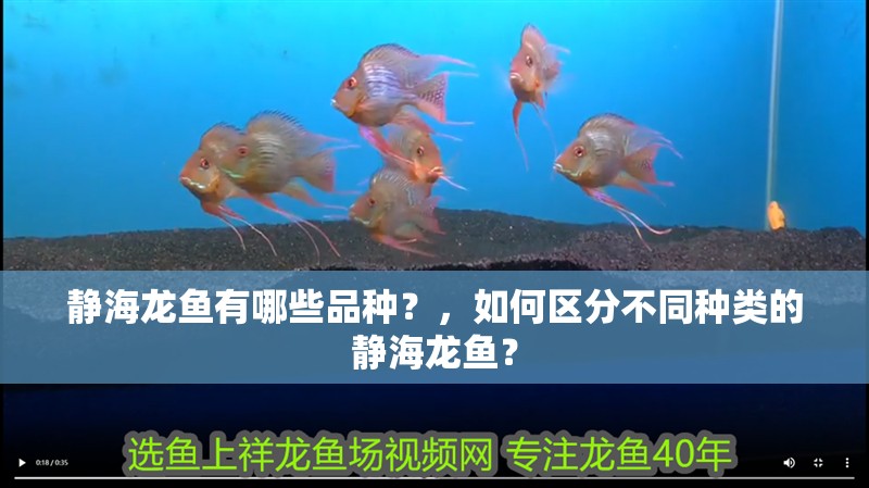 靜海龍魚有哪些品種？，如何區(qū)分不同種類的靜海龍魚？