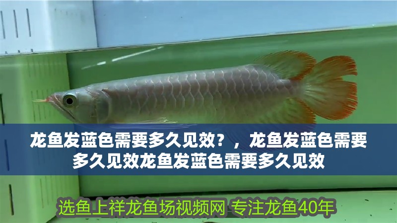 龍魚發藍色需要多久見效？，龍魚發藍色需要多久見效龍魚發藍色需要多久見效