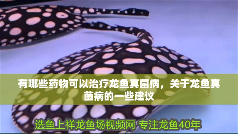 有哪些藥物可以治療龍魚真菌病，關于龍魚真菌病的一些建議