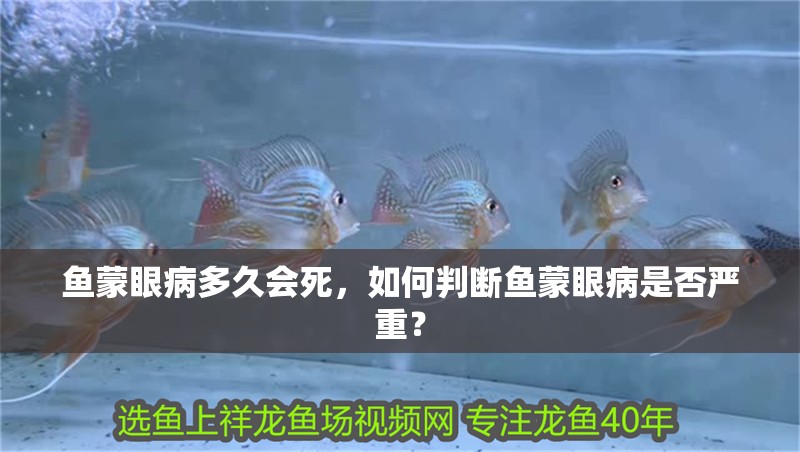 魚蒙眼病多久會死，如何判斷魚蒙眼病是否嚴(yán)重？