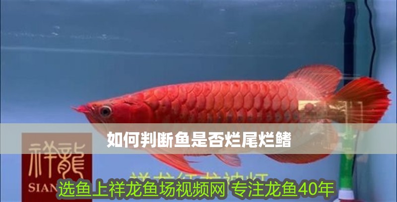 如何判斷魚是否爛尾爛鰭
