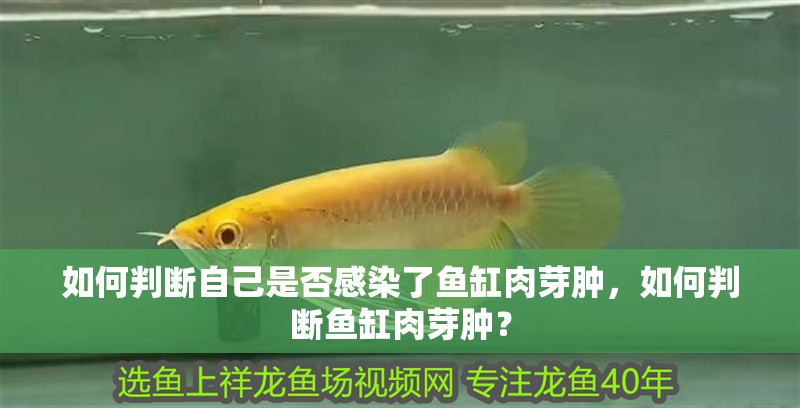 如何判斷自己是否感染了魚缸肉芽腫，如何判斷魚缸肉芽腫？