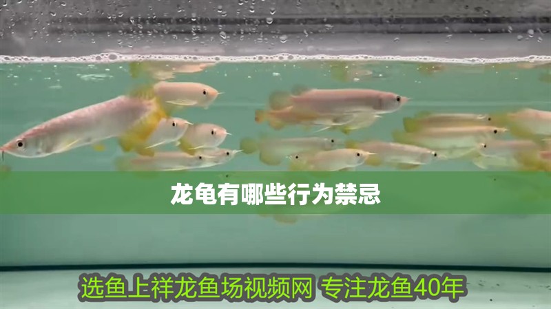 龍龜有哪些行為禁忌