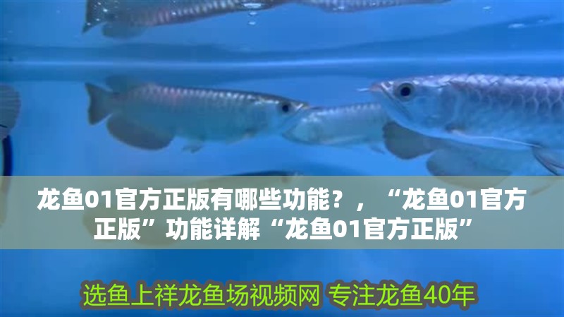 龍魚01官方正版有哪些功能？，“龍魚01官方正版”功能詳解“龍魚01官方正版”