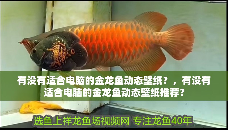 有沒有適合電腦的金龍魚動態壁紙？，有沒有適合電腦的金龍魚動態壁紙推薦？