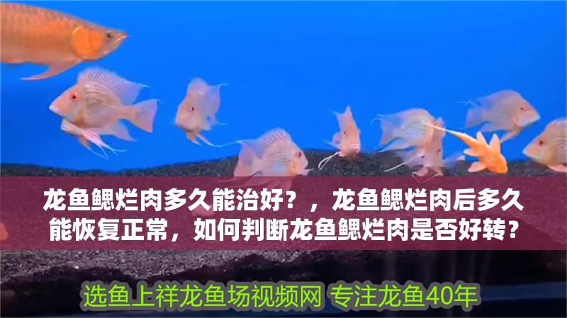 龍魚鰓爛肉多久能治好？，龍魚鰓爛肉后多久能恢復正常，如何判斷龍魚鰓爛肉是否好轉？