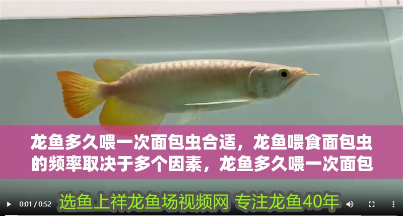 龍魚多久喂一次面包蟲合適，龍魚喂食面包蟲的頻率取決于多個因素，龍魚多久喂一次面包蟲合適