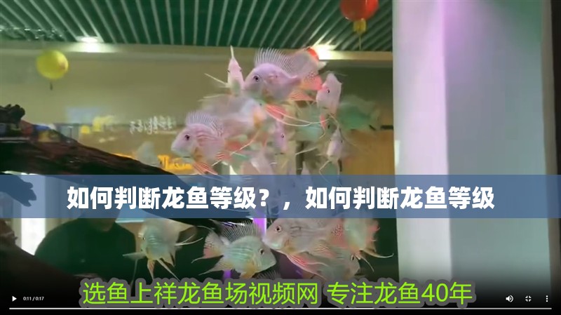 如何判斷龍魚等級？，如何判斷龍魚等級