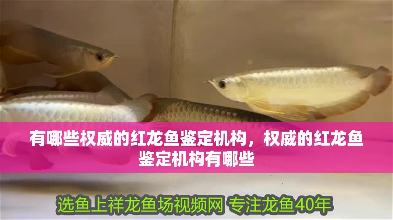 有哪些權威的紅龍魚鑒定機構，權威的紅龍魚鑒定機構有哪些