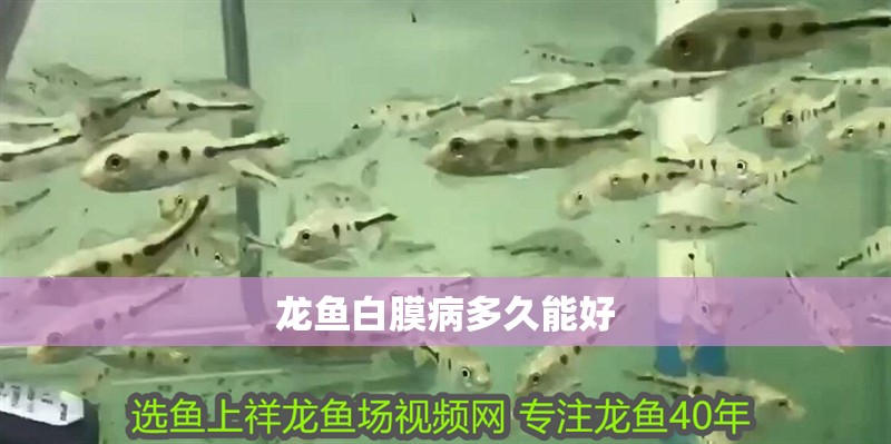 龍魚白膜病多久能好
