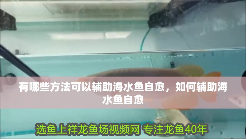 有哪些方法可以輔助海水魚自愈，如何輔助海水魚自愈