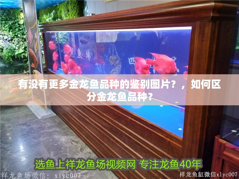 有沒有更多金龍魚品種的鑒別圖片？，如何區分金龍魚品種？