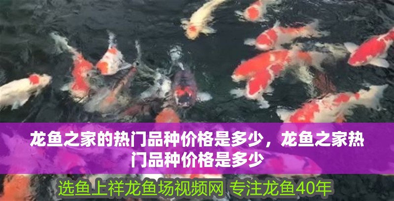 龍魚之家的熱門品種價格是多少，龍魚之家熱門品種價格是多少