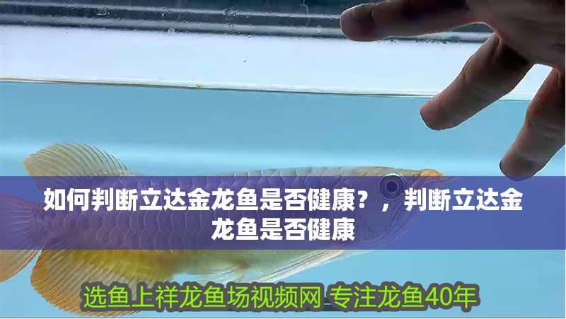 如何判斷立達(dá)金龍魚是否健康？，判斷立達(dá)金龍魚是否健康